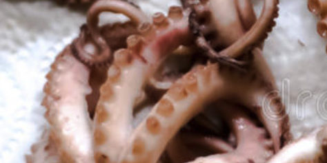 PULPITO