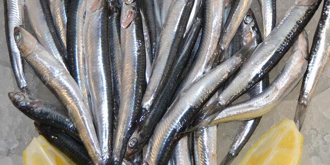 boqueron